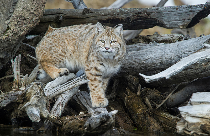 A bobcat walks on driftwood to get a drink of water.