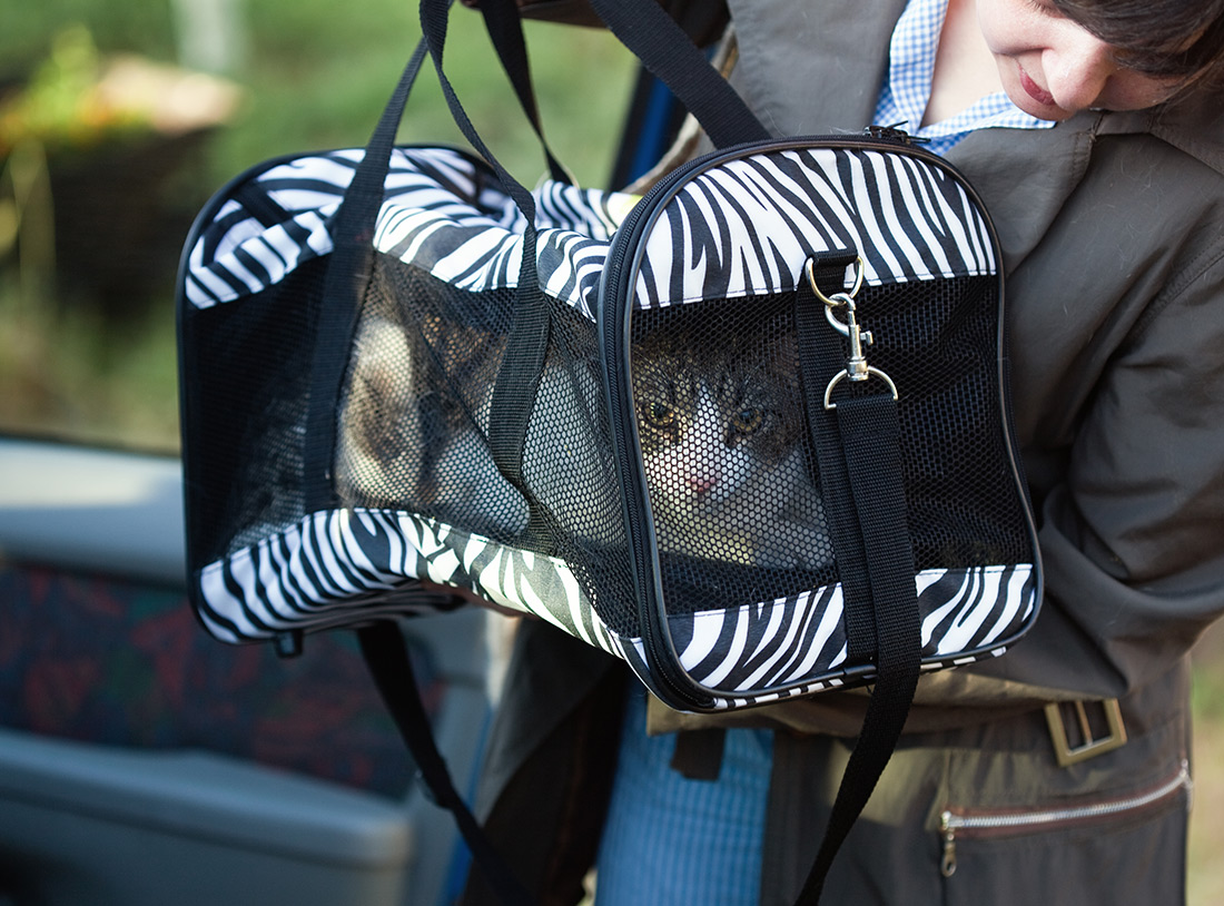 Cat in a carrier, ready for safe travel