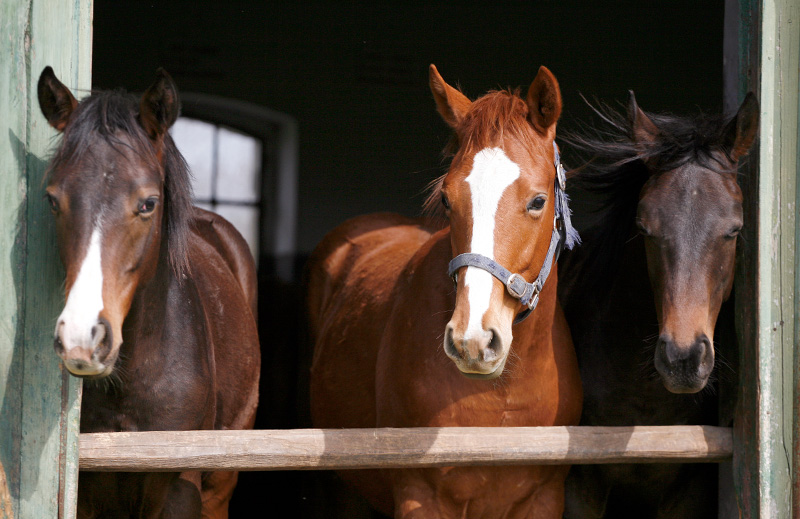 Three thoroughbred horses in the stable